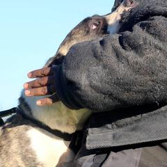 Perro de Presa Canarios from PresaMania