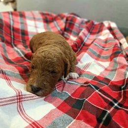 Charlie - Red  male Goldendoodle puppy in Sugarcreek, Ohio from True Hearted Doodles