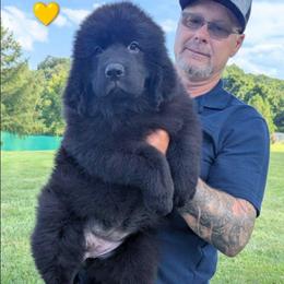 Newfoundland Black Female 1 Yellow Collar - Black female Newfoundland puppy in Burfordville, Missouri from Umfleet Farms
