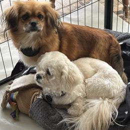 Lhasa Apso puppies from Clark's Lhasas