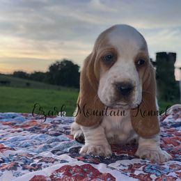 Mateo - Red and white male Basset Hound puppy in Conway, Missouri from Ozark Mountain Kennel