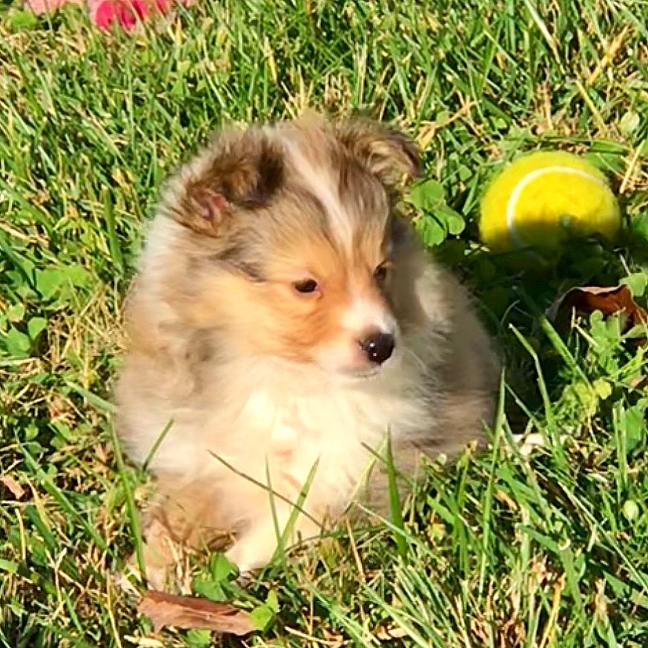 Fox point toy clearance shelties