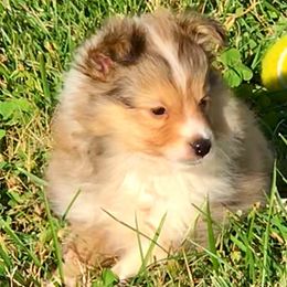 Shetland Sheepdog Puppies from Fox Point Farm Toy Shelties