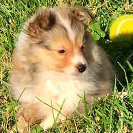 Shetland Sheepdog Puppies from Fox Point Farm Toy Shelties
