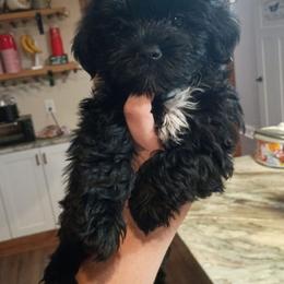 Red baby girl - Black and white female Shorkie puppy in Chipley, Florida from Relentless Homestead