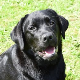 M'Lady - Labrador Retriever