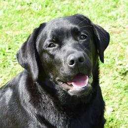 M'Lady - Labrador Retriever