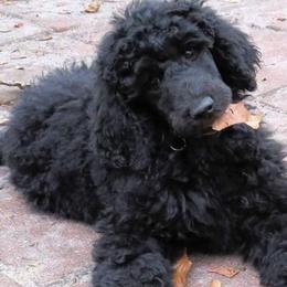 Poodles from Purely Haus Standards