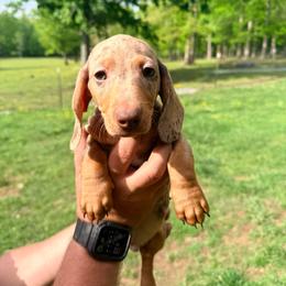 Cash - Dapple male Dachshund puppy in Crossville, Tennessee from Golden Mini Farm