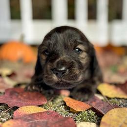 Archie - Brindle male Dachshund puppy in Cinebar, Washington from Pure Joy Labradors and Mini Dachshunds