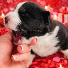 Sid - Black and white male Cardigan Welsh Corgi puppy in Kerens, West Virginia from Leather & Lace