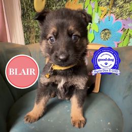 Blair - Sable female German Shepherd puppy in Livingston, Kentucky from Illyria Dox & GSD