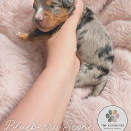 Blueberry Scone - female Australian Mountain Doodle puppy in Grand Rapids, Michigan from The Kindred K9