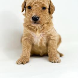 VALOR - Apricot male Goldendoodle puppy in Davison, Michigan from Dreaming Doodles