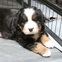 Bernese Mountain Dog Puppies from Baby Bear Bernese Kennel