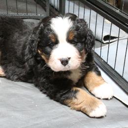 Bernese Mountain Dog Puppies from Baby Bear Bernese Kennel