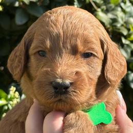 Light green Woodstock - Apricot male Goldendoodle puppy in Fontana, California from Grammy's Puppy Love doodles and poodles