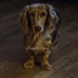 Gypsy - Dachshund