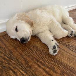 Golden Retriever Puppies from Dogwood Springs Golden Retrievers