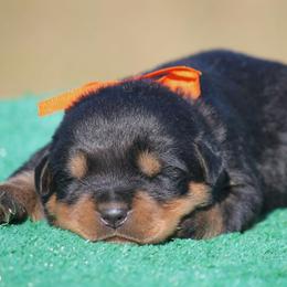 Boy 7 - Black and mahogany male Rottweiler puppy in Tallahassee, Florida from Von Der Quinn Rottweilers