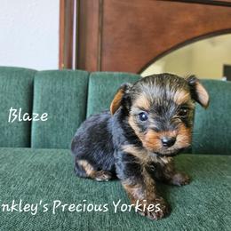Blaze - Black and tan male Yorkshire Terrier puppy in West Plains, Missouri from Brinkley Yorkies