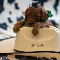 Goldendoodle Puppies from Griffin TX Doodles