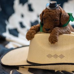 Goldendoodle Puppies from Griffin TX Doodles