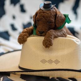 Goldendoodle Puppies from Griffin TX Doodles