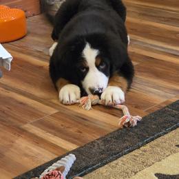 Juni - Black tan and white female Bernese Mountain Dog puppy in Gaffney, South Carolina from Circle D Farms