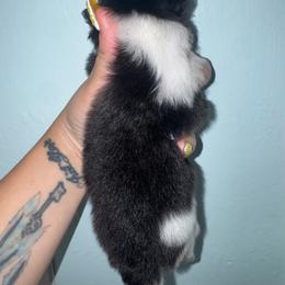 Buzz - Tri-colored male Pomeranian puppy in Fredericksburg, Virginia from Designer Dog Society