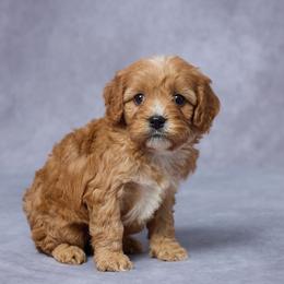 Bria - Red female Cavapoo puppy in Apple Creek, Ohio from Grandeur Valley Puppies