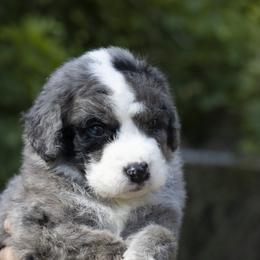 American Bully, Bernedoodle, Poodle, Sheepadoodle, and Whoodle Puppies from Wonderland’s Boujie Kennels
