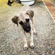 Sloughi Puppies from Almaboubin Sloughis