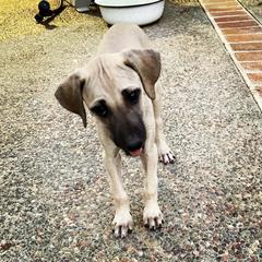 Sloughi Puppies from Almaboubin Sloughis