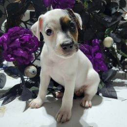 Girl 3 - Jack Russell Terrier puppy in Robstown, Texas from Smokin Pistol Jack Russell Terriers