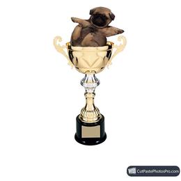 Pug Puppies from Pickwick Pugs