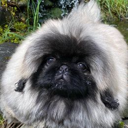 Pekingese from Marta Wacek