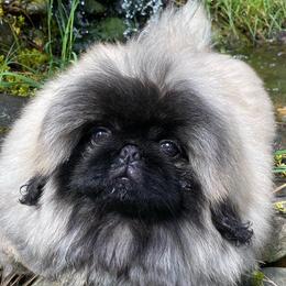 Pekingese from Marta Wacek
