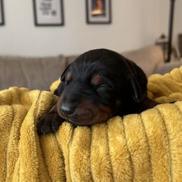Girl 4 - Black and rust female Doberman Pinscher puppy in Neshkoro, Wisconsin from Sky’s Dobermans