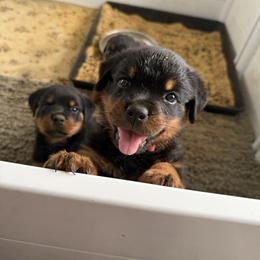 Girl 4 - Black and mahogany female Rottweiler puppy in Cleveland, Texas from Vom Haus Fantasy Rottweiler Kennel