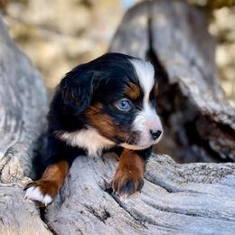 Atomic - Black tri-color male Australian Shepherd puppy in Randolph, Utah from Dry Canyon Pups