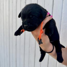 Orange - Black male Labrador Retriever puppy in At Henry, Ohio from Hickory Creek Labs