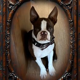 Colt - Boston Terrier