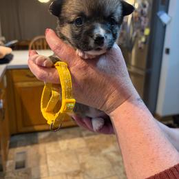 Joyce Byers - Sable female Pembroke Welsh Corgi puppy in Olathe, Colorado from Rocking LJ Breeding