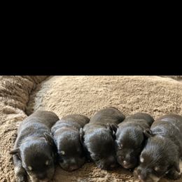Miniature Schnauzer Puppies from Booms baby