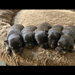 Miniature Schnauzer Puppies from Booms baby