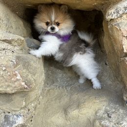 Pomeranian Puppies from Glitzypoms