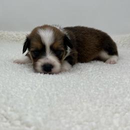 Artemis (fluffy) - Sable and white male American Corgi puppy in Waco, Texas from The Comma Corgis