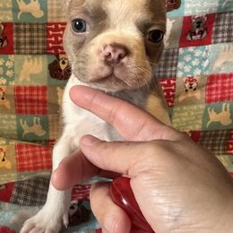 Tim - Seal and white male Boston Terrier puppy in Wellington, Ohio from Twist of Faith Farms