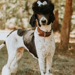 Bonnie  - Poodle